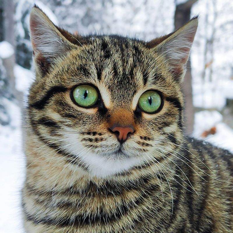 Nordic Purr & Care 1