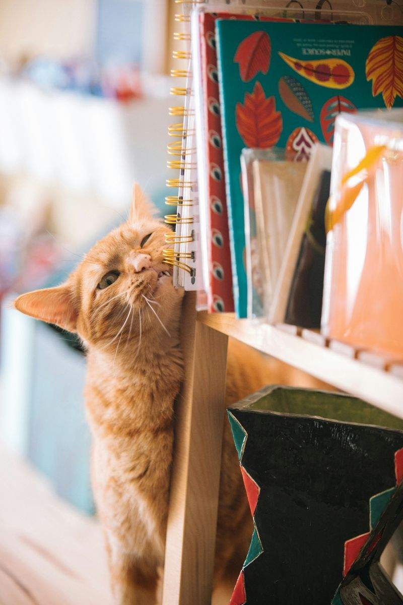 Nordic Purr & Care 10