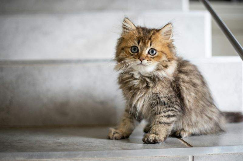 Nordic Purr & Care 11