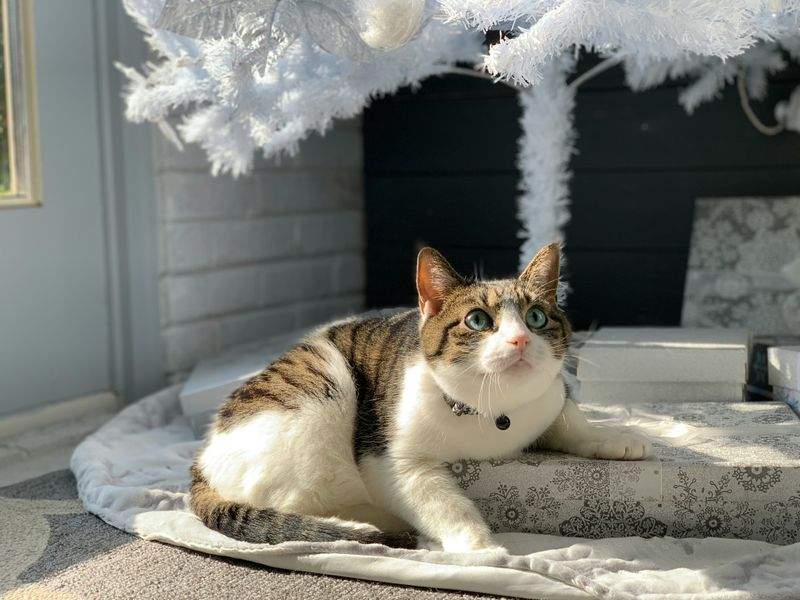 Nordic Purr & Care 12