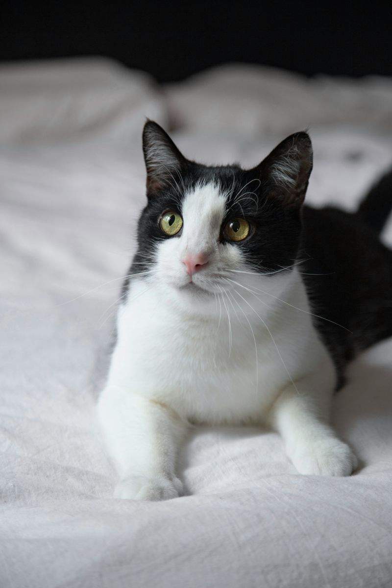 Nordic Purr & Care 13