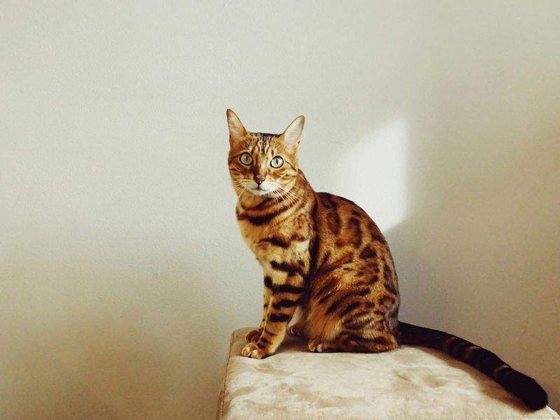 Nordic Purr & Care 14