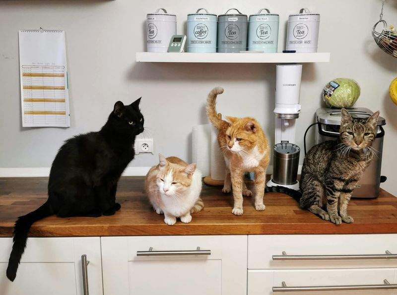 Nordic Purr & Care 15