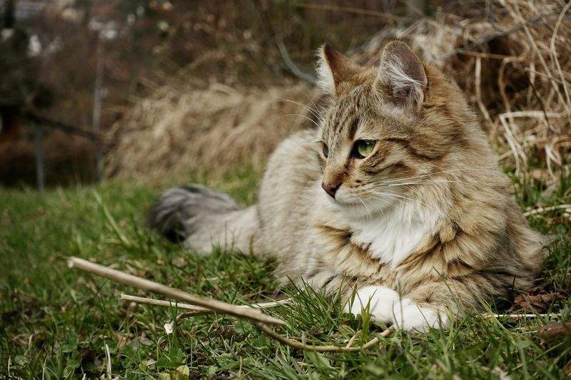 Nordic Purr & Care 2