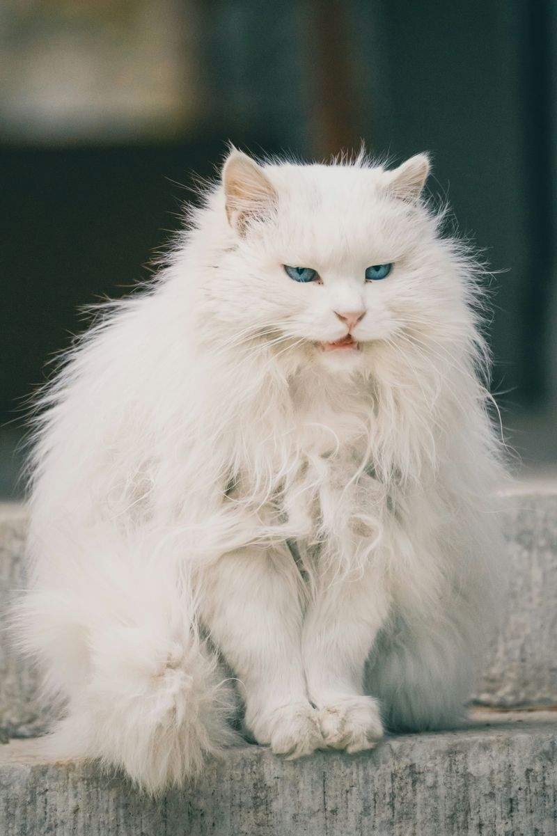 Nordic Purr & Care 3