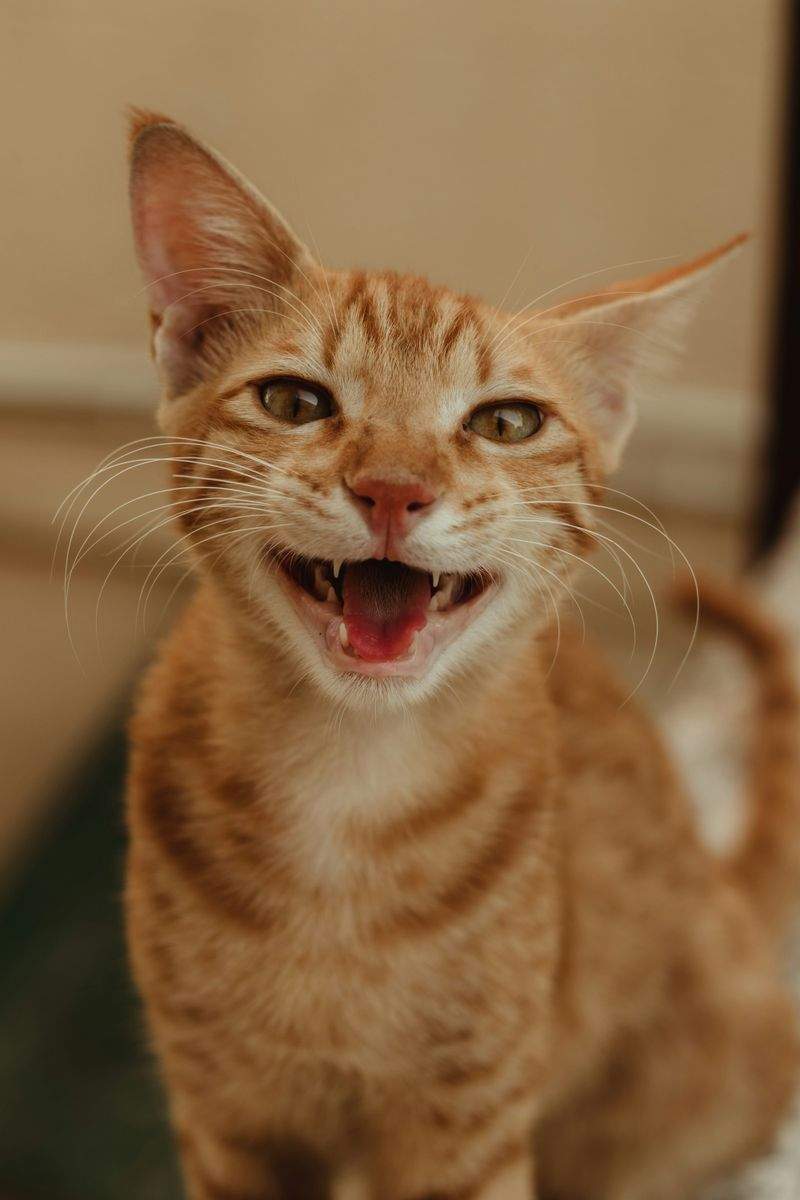 Nordic Purr & Care 4