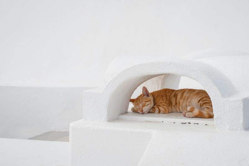 Nordic Purr & Care 5