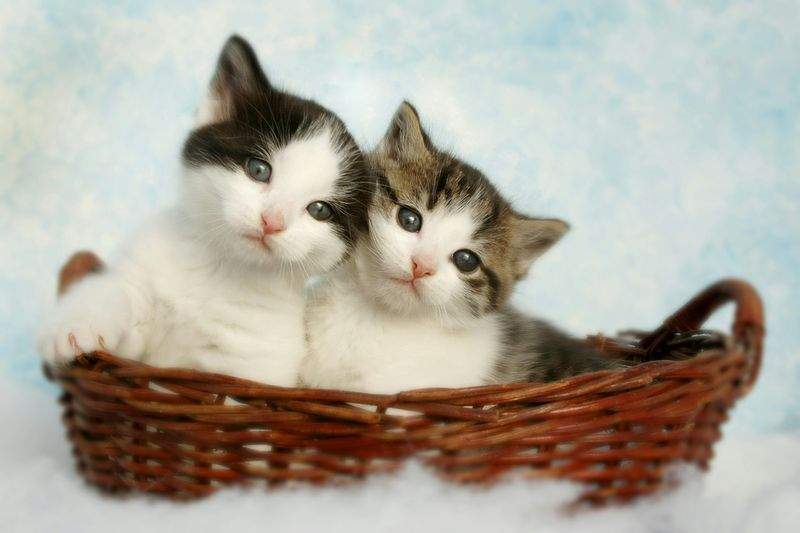 Nordic Purr & Care 6