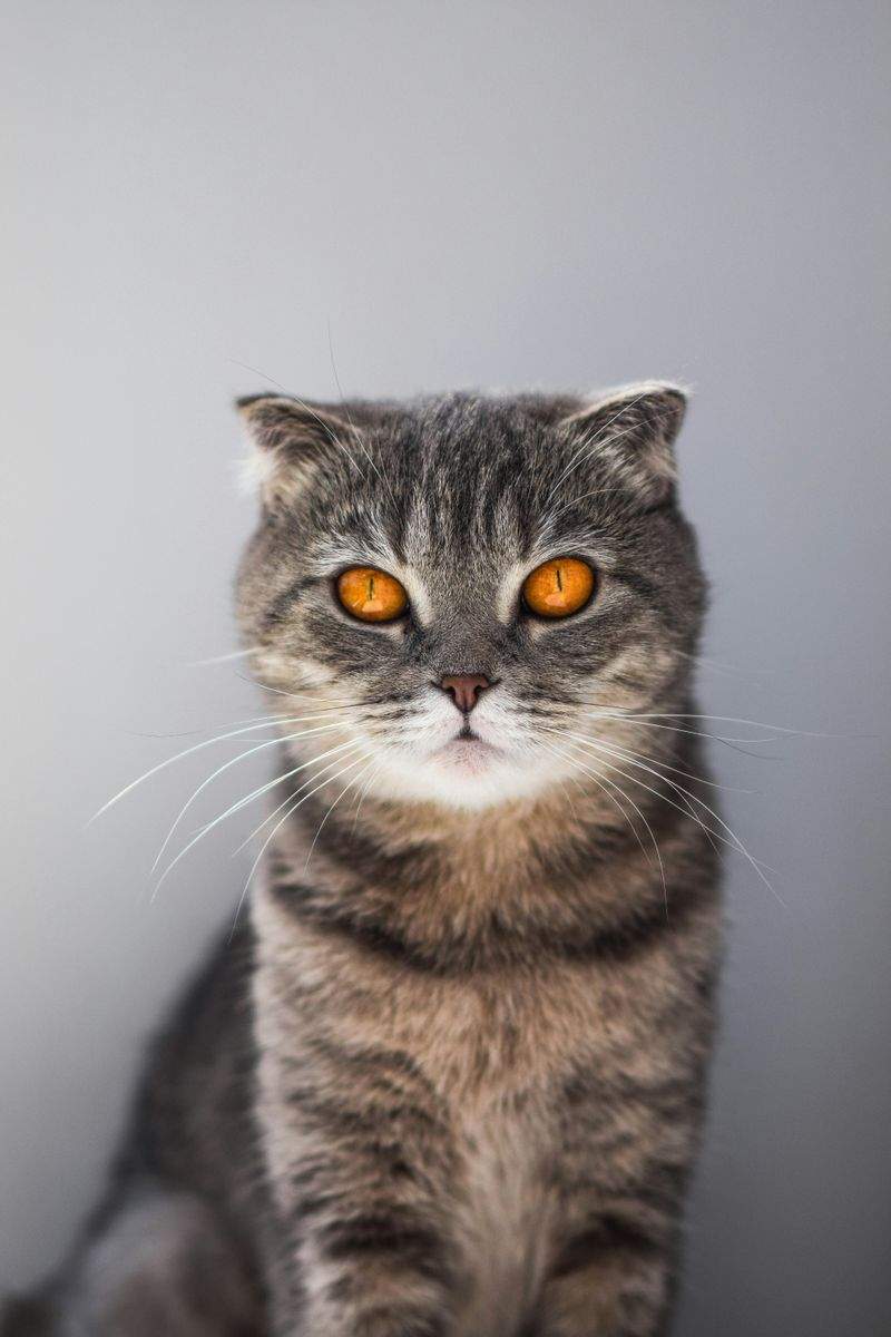 Nordic Purr & Care 7