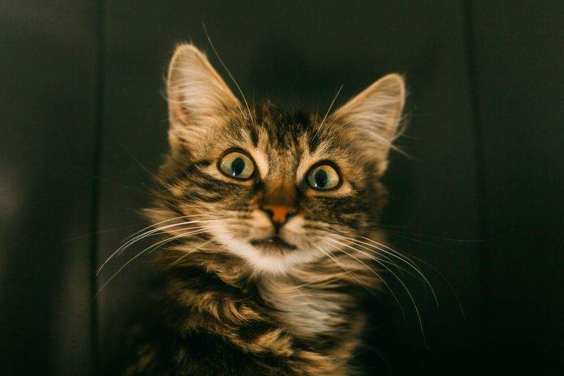 Nordic Purr & Care 8