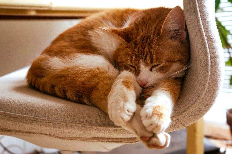 Nordic Purr & Care 9