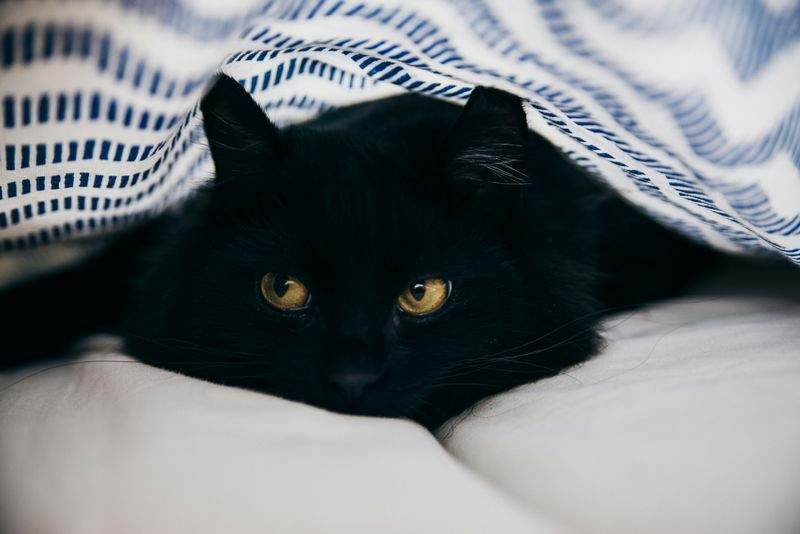 Cat sitting visits